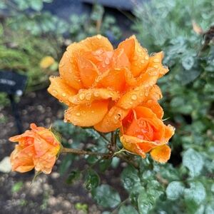 Meet your Posher, Rena